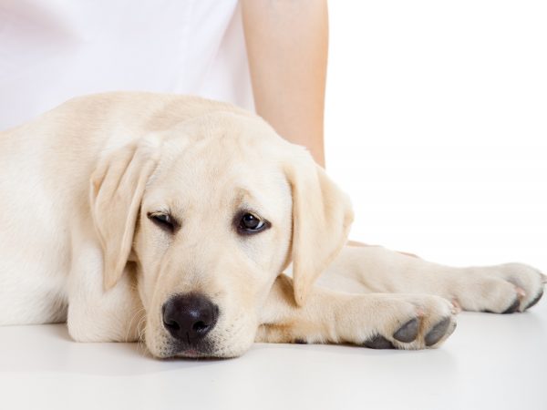 6 Ways To Treat Your Anxious Dogs